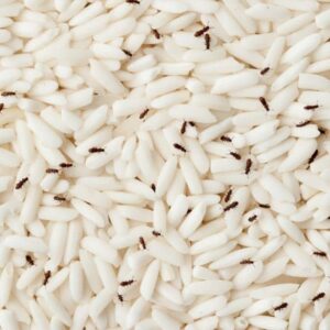 سم شپشک برنج