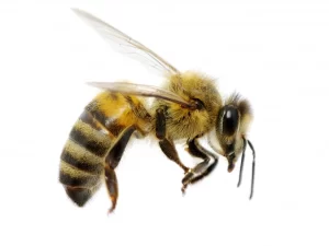 قیمت و خرید سم زنبور
