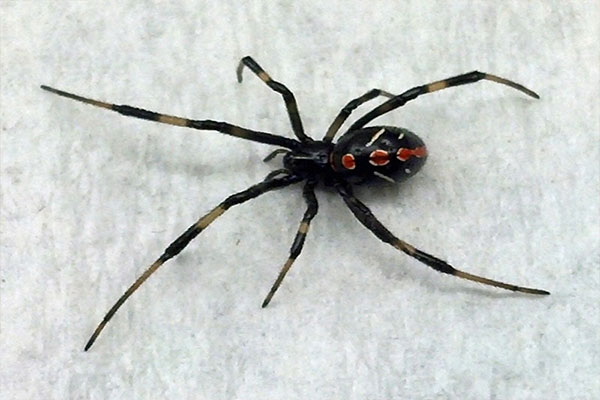 Photo of a spider