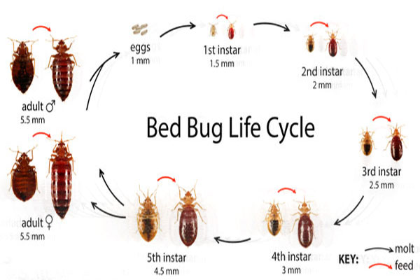 Insect bedbug