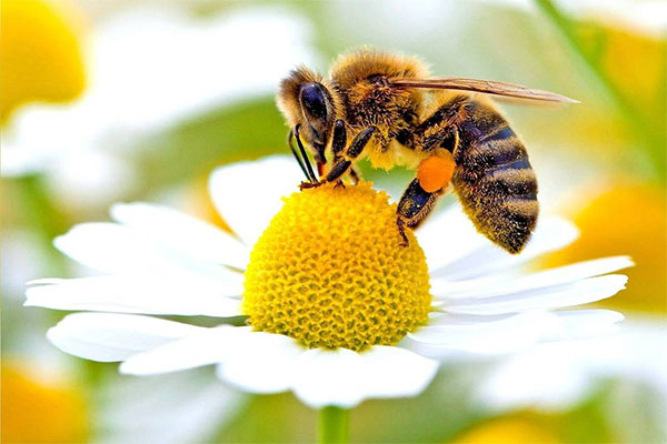 Bee spraying