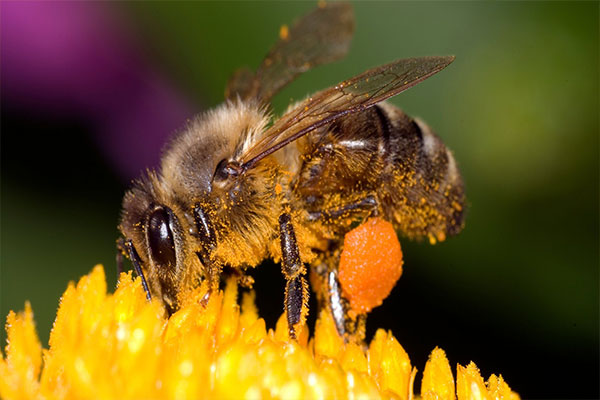 Bee spraying