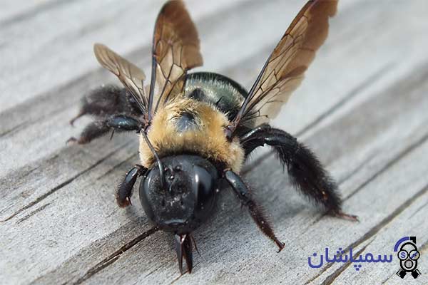 Picture of a carpenter bee