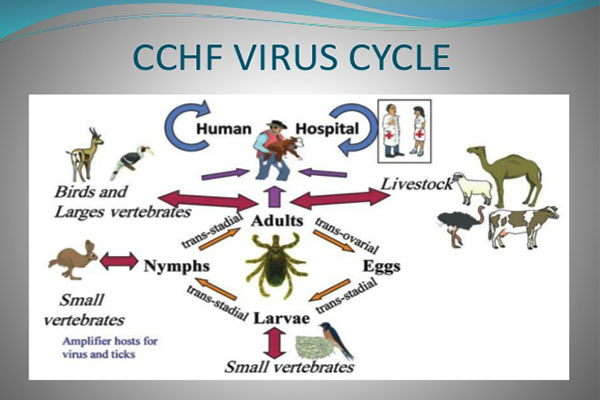 Cchf virus