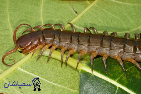 Photo and image of a millipede