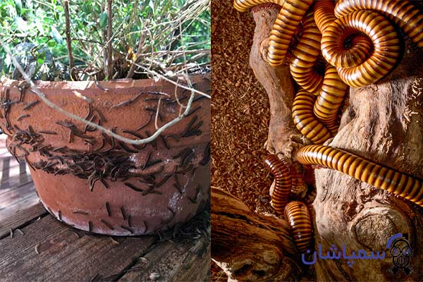 Photo and image of a millipede vase