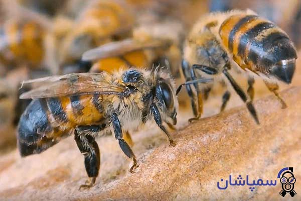 عکس زنبور عسل قاتل