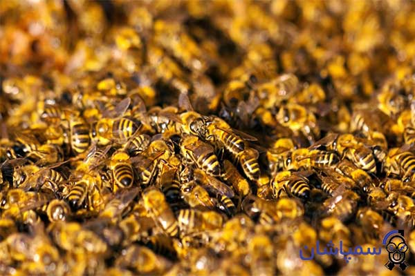 تصویر زنبورهای عسل قاتل