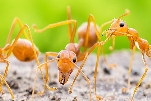 Photo of a fiery ant