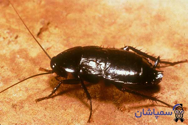 Picture of an eastern beetle