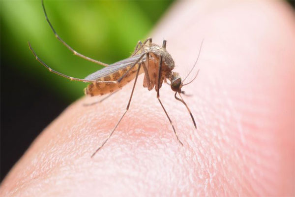 Mosquito photo