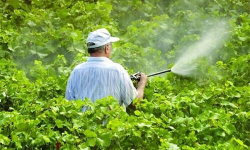 tea saponin pesticide manufacturer tea saponin pesticide manufacturer