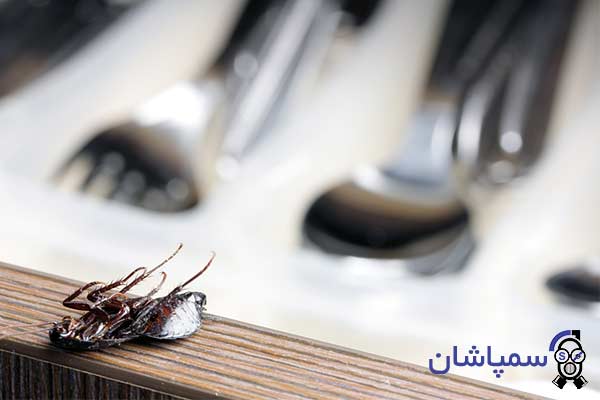 Photos of common insects in restaurants