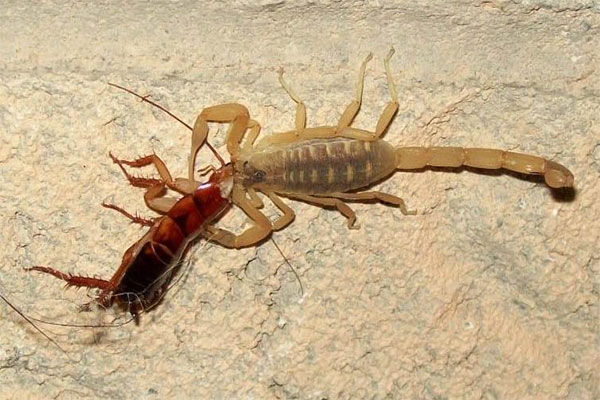 Scorpion spraying