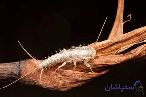 Photo of a silverfish or silver fish