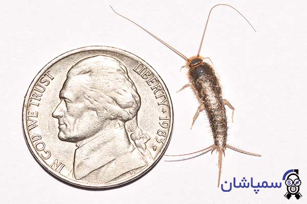 Photo of the size and shape of the Silverfish