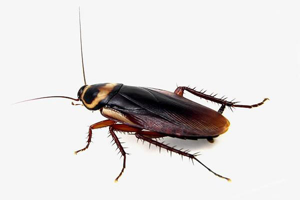 Photo of sewage beetle