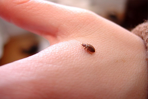 Bed bugs photo
