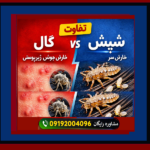 تفاوت گال با شپش