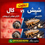 تفاوت گال با شپش