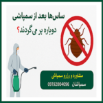 چرا ساس‌ها دوباره برمی‌گردند؟